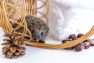 Funny hedgehog sitting to a wicker basket and smiling cheerfully on a white background. Postcard...
