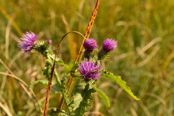 thistle flower in spring