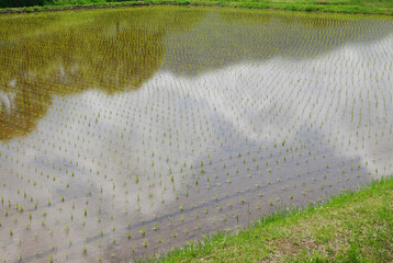 水田