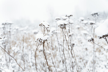 Winter background. snow covered field with dry tall grass
