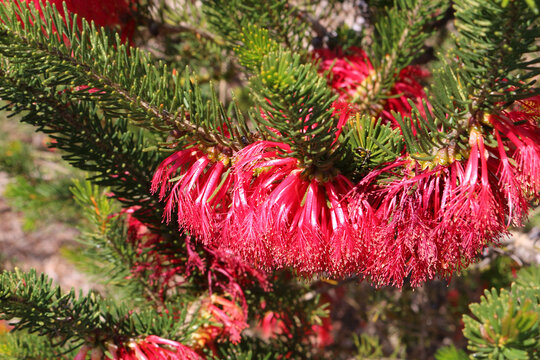 Silky-leaved blood flower or pindak (Calothamnus sanguineus) with  leaves like fir needles endemic to Western Australia
