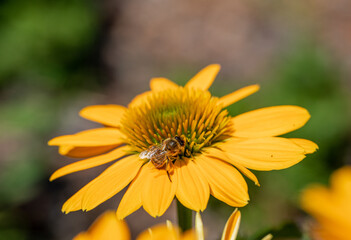 Flowers of  Echinacea - an herb stimulating the immune system