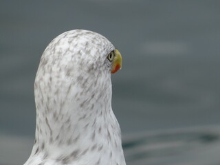 Möwe