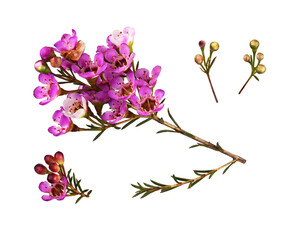 Set of pink chamelaucium flowers  and buds
