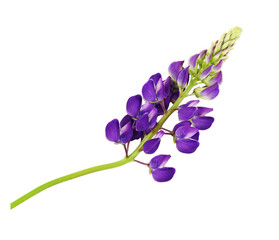 Purple flowers of Lupinus polyphyllus