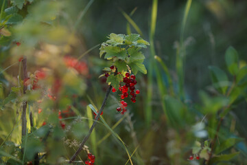 red berries in the forest