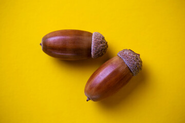 .two oak acorns on a yellow background