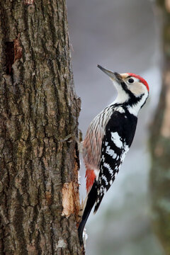 White-backed woodpecker. Bird in winter forest. male. Dendrocopos leucotos