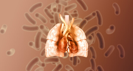 Human Respiratory System Anatomy. 3d illustration