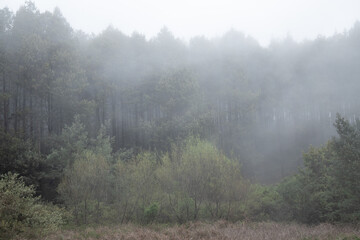 A misty forest 2