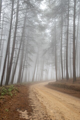 Road running through a misty pine forest 2