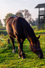 Przystań Waniewo. Narwiański Park Narodowy. Polska Amazonia, Podlasie © podlaski49