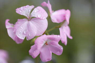 ピンクのゼラニュームの花