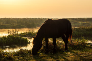 Przystań Waniewo. Narwiański Park Narodowy. Polska Amazonia, Podlasie © podlaski49