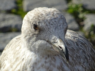 Möwe