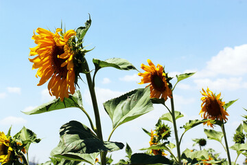 Sunflower field and sunflowers at sunset