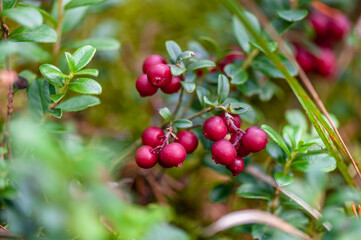 Bush cranberries  in forest. Ripe red lingonberry, partridgeberry, or cowberry grows in pine forest. Soft focus.