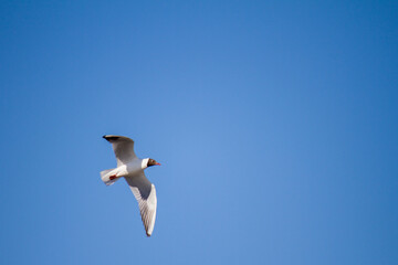 gull
