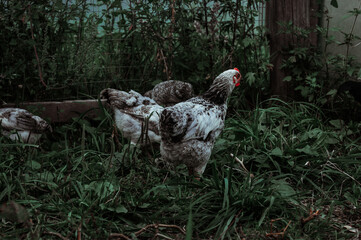 range chickens in the yard
