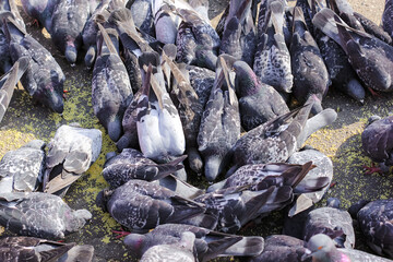 A lot of gray pigeons eating millet, grain in the city Park. Selective focus.