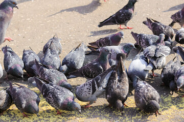 Obraz premium A lot of gray pigeons eating millet, grain in the city Park. Selective focus.