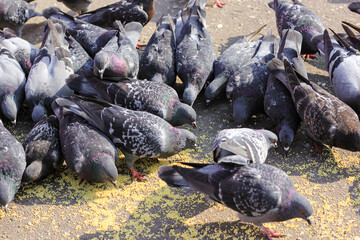 A lot of gray pigeons eating millet, grain in the city Park. Selective focus.