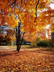  Golden autumn trees in the park