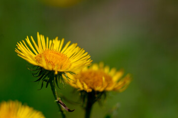 marigold flower on dark background (Calendula officinalis)