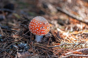 Amanita muscaria mushroom in forest. Close up photo of red fungi.