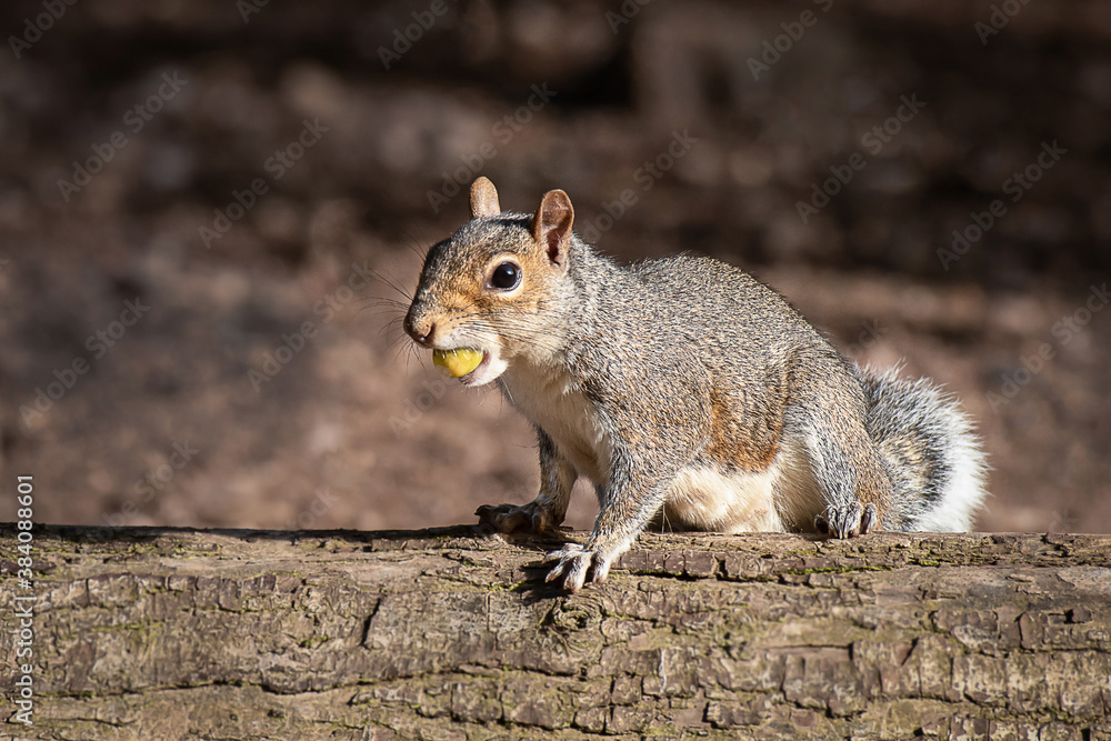 Poster a close up portrait of an alert grey squirrel, sciurus, sitting on a log in the sunshine with an aco