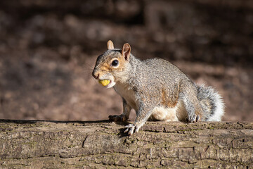 Naklejka na ściany i meble A close up portrait of an alert grey squirrel, Sciurus, sitting on a log in the sunshine with an acorn in its mouth