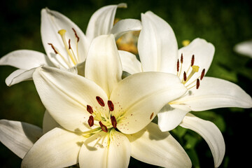 Fototapeta na wymiar Beautiful white Lily Flowers in a garden with a green background. Macro photography. 