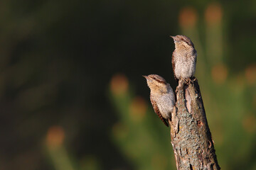 Eurasian wryneck, birds in spring. Jynx torquilla