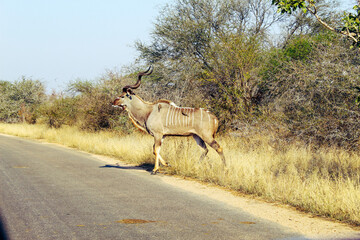 Kudu Bull Crossing Road