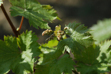wineyard in may