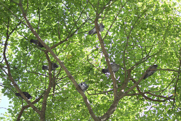 公園の樹木の日陰で涼をとるハト