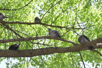 公園の樹木の日陰で涼をとるハト