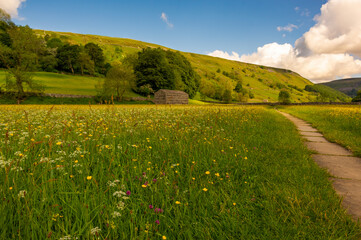 Wild flower meadows Yorkshire Dales Muker Swaledale