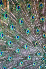Close up of colorful peacock tail feathers like blue eyes