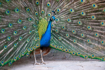 Close up of colorful peacock displaying tail feathers 