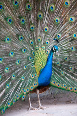 Close up of colorful peacock displaying tail feathers 