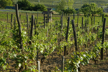 wineyard in may
