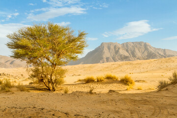 Green plant in the Sahara desert. Saharan Cypress or Tarout (Cupressus dupreziana),   very rare coniferous tree Tadrart region, Tassili n’Ajjer National Park,  Sahara, Algeria, North Africa. 

