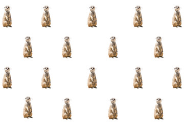Composition of standing meerkats on a white background. Concept of wild animals
