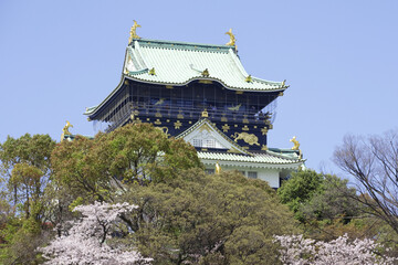 大阪城天守閣と桜の花