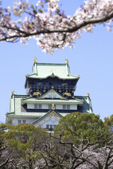Naklejka premium 大阪城天守閣と桜の花