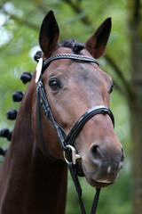 Fototapeta premium Close up of a horse head portrait on breeding test outdoors