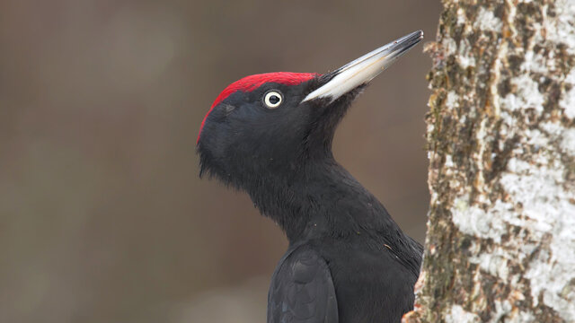 Black woodpecker. Bird in winter forest. Dryocopus martius