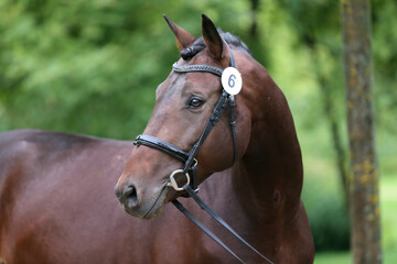 Fototapeta premium Close up of a horse head portrait on breeding test outdoors