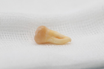 Tooth. wisdom tooth on white background. tooth on gauze